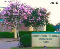 Southern Floral 2016
