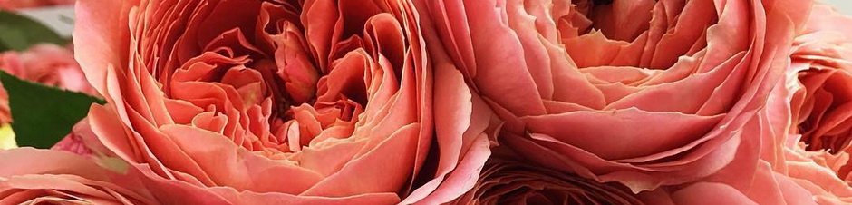 CoralBanner_940x226