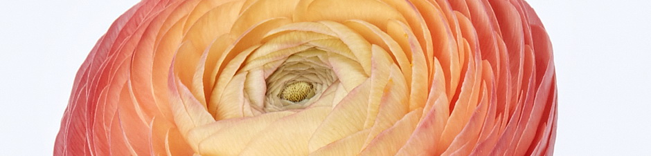IFD_Flower_Trends_VibrantVibe_Ranunculus
