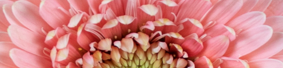 IFD_Flower_Trends_VibrantVibe_RosaFlora_RositaGerberaDaisy3